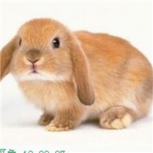 养殖宠物兔批发宠物养殖兔子