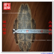 龟板亿万中药批发中药材龟板龟壳滋阴潜阳软坚散结