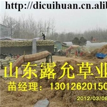 育肥羊用蒜秸粉-山东露允草业