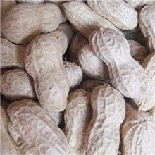来自山东产量大省优质花生壳植物性饲料