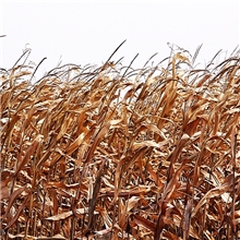 直销植物性饲料玉米秸秆饲料秸秆玉米秸秆饲料生产