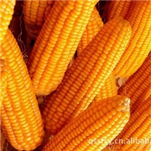 【厂家直供】玉米玉米批发欢迎大量代购