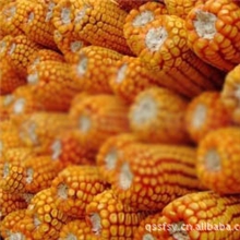 玉米玉米价格饲料玉米河南黄玉米