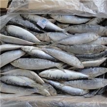 供应沙丁鱼冷冻沙丁鱼温鱼姑鱼沙丁鱼罐头钓饵顺创水产