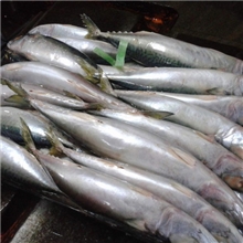 30-50出口鲭鱼鲭鱼鲐鱼花缇鲐鲅鱼青鱼鲭鱼罐头顺创水产