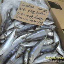 供应12-14沙丁鱼温鱼姑鱼鱼饵沙丁鱼罐头冷冻沙丁顺创水产