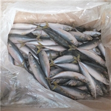 供应出口鲭鱼鲭鱼鲐鱼花堤花仙鲐鲅鱼青鱼鲭鱼罐头顺创