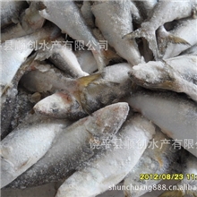 供应8-10/公斤沙丁鱼沙丁鱼罐头冷冻饲料饲料龟鳖蟹饲料顺