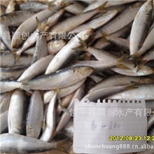 供应沙丁鱼沙丁鱼罐头温鱼姑鱼冷冻沙丁鱼质量好顺创水产