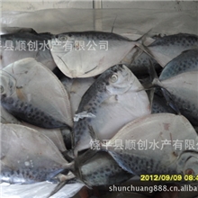 供应200克/条刀鲳鱼皮刀鱼鲳鱼猪哥鲳顺创水产有限公司
