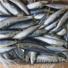 80-100出口鲭鱼鲭鱼鲐鱼花缇鲐鲅鱼青鱼鲭鱼罐头顺创水
