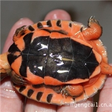 广东出售越南种石金钱龟苗