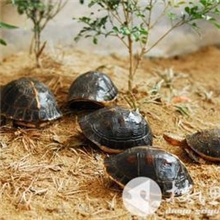 广东供应安徽黄缘龟与南种石龟饲料