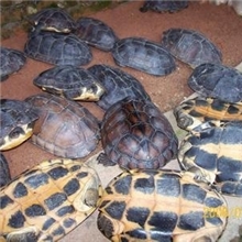 广东出售冷水养殖南石龟公