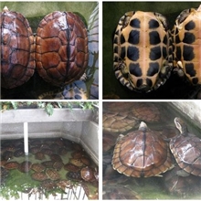 广东养殖南石种龟与黄缘种龟