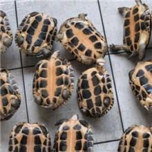 出售南石龟苗与北石龟苗