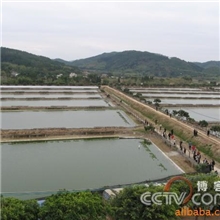 广东养殖场供应南种石金龟苗及石龟饲料