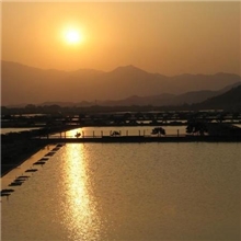 广东批发生态养殖外塘中华草种龟