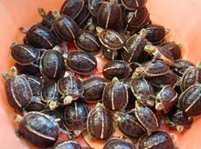 广东金头龟（黄缘龟）与外塘绿线草龟苗