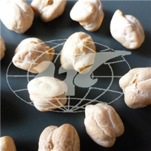 鹰嘴豆进口鹰嘴豆Chickpea三角豆鹰嘴豆批发生鹰嘴豆