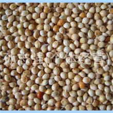 【厂家直销】高品质黍子、精选价廉质优黍子（图）