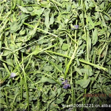 品质优良的四茬苜蓿要上市了，几乎没有杂草，颜色非常漂亮