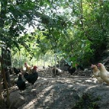 绿色原生态柴土鸡