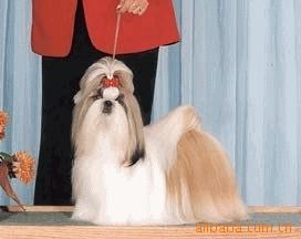 新鲜三文鱼糙米配方（标准代加工）