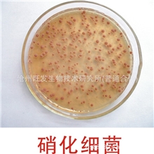 厂家直销用于水质调控底质改良污水处理的硝化细菌