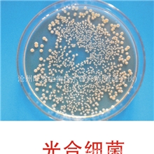 厂家直销水生动物苗种的开口饲料和饲料添加剂光合细菌