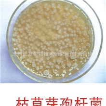 水产养殖水质调控污水处理枯草芽孢杆菌