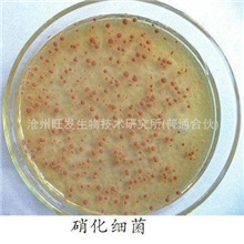 硝化细菌水族观赏鱼虾污水处理专用