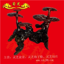 吉祥富贵灵芝盆景