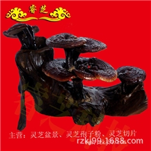 灵芝盆景