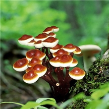 聚宝灵芝元宝灵芝菌种（母种\一级种）四支200元