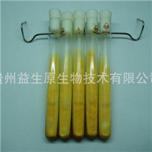 批发：蛹虫草（金虫草\北虫草）一级母种，十支起30元/支