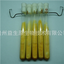 蛹虫草/北虫草/虫草花/大孢子头一级母种/10支300元送资料