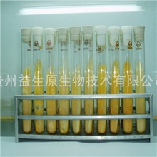 生产用优质蛹虫草母种（一级菌种），十支300元包邮