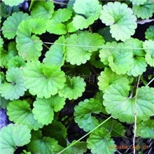 现货供应积雪草提取物10%40%80%