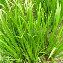 现货供应石菖蒲提取物5:1