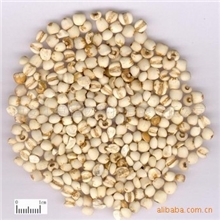 现货供应薏苡仁提取物10:1