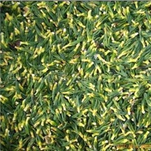 批发供应花草茶清心润肺莲子心中药材滋补精品莲子心茶