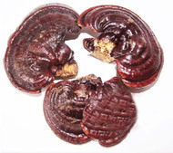 批发供应中药材中药饮片精选【无腿紫灵芝】药都亳州按方抓药