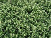 供应六月雪药都亳州中药材批发