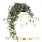 供应常春藤提取物