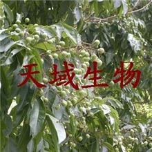 专业厂家生产无患子提取物