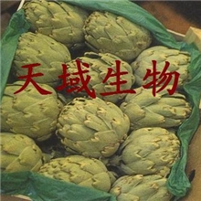 厂家供应朝鲜蓟提取物（洋蓟提取物）、洋蓟素2.5%、5%