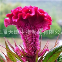 纯天然提取，大量供应优质鸡冠花提取物(图)