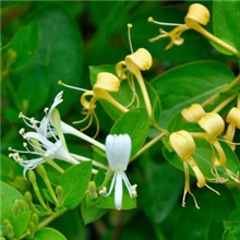 供应优质金银花提取物5%(HoneySuchleFlowers)、金银花绿原酸