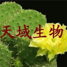 专业厂家生产优质仙人掌提取物